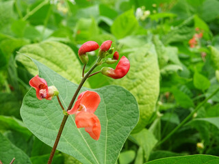 Bean plants in natural conditions, flowers on plants close-up in the field