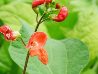 Bean plants in natural conditions, flowers on plants close-up in the field