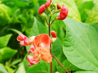 Bean plants in natural conditions, flowers on plants close-up in the field