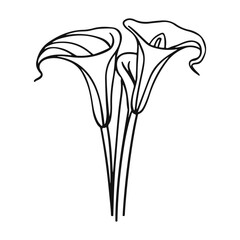 lily flower isolated on white