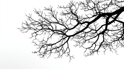 Obraz premium Bare tree branches reaching into white sky