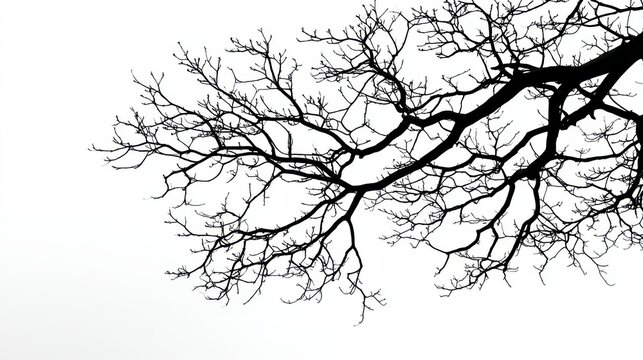 Bare tree branches reaching into white sky