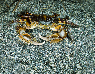 Opportunistic omnivore, eurythermic, euryhaline invasive species Asian shore crab Hemigrapsus sanguineus on rocks, such as between boulders on rocky shores. Coast of Sea of Japan, Nakhodka port