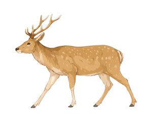 Fototapeta premium deer isolated on white background