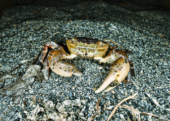Opportunistic omnivore, eurythermic, euryhaline invasive species Asian shore crab Hemigrapsus sanguineus on rocks, such as between boulders on rocky shores. Coast of Sea of Japan, Nakhodka port