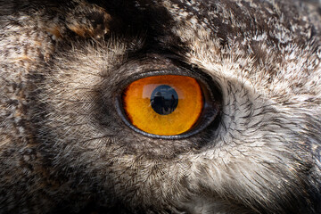 great horned owl