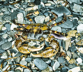 Opportunistic omnivore, eurythermic, euryhaline invasive species Asian shore crab Hemigrapsus sanguineus on rocks, such as between boulders on rocky shores. Coast of Sea of Japan, Nakhodka port