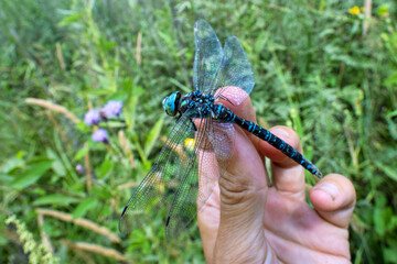 A large dragonfly hawk Aeshna. On the coast of the Sea of Japan, Primorsky Krai