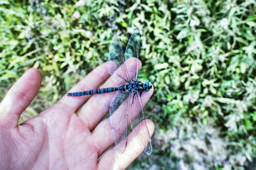 A large dragonfly hawk Aeshna. On the coast of the Sea of Japan, Primorsky Krai. On hand