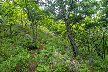 Landscapes of the mountains and oak forests. The Mongolian oak (Quercus mongolica) tree covers all the slopes in the east of the Sikhote Alin Mountains. The coast of the Sea of Japan