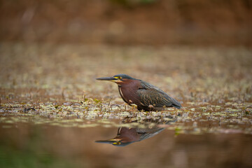 great blue heron