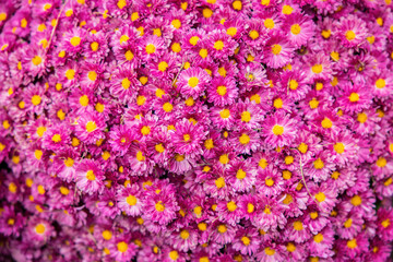 A vast array of pink flowers