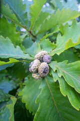 The ovary of oak fruits. Knotted oak acorns of Mongolian Oak (Quercus mongolica), Sikhote. The oak...