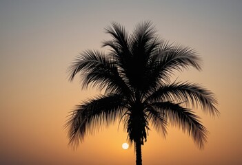 Close up tropical palm tree silhouette against sunset sky