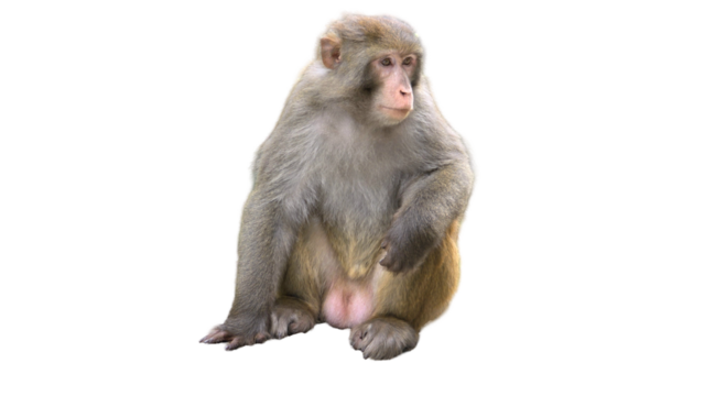 Indochinese Rhesus Macaque (Macaca mulatta) PNG. Primate Species Element for Wildlife, Jungle, and Zoological Designs. Transparent Background.