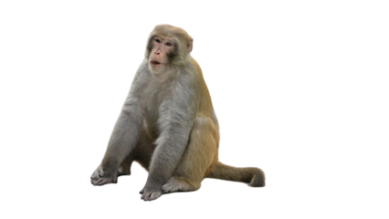 Indochinese Rhesus Macaque (Macaca mulatta) PNG. Primate Species Element for Wildlife, Jungle, and Zoological Designs. Transparent Background.