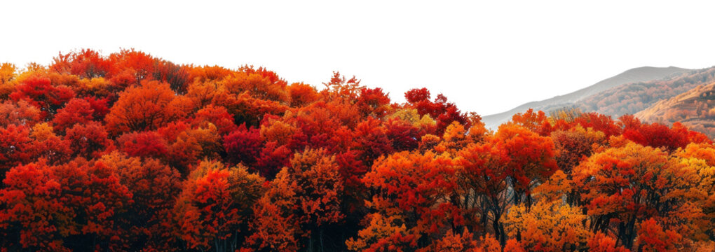 PNG Autumn orange red forest borders on hills scenery nature leaves.