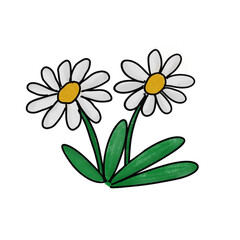 Daisy flowers isolated on white background