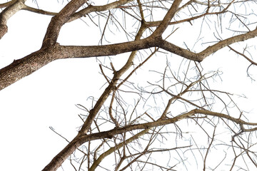 Dead tree branches isolated on white background, clipping path included in file