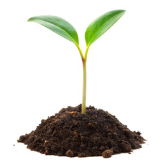 Plant Sprout Isolated on White Background Cutout