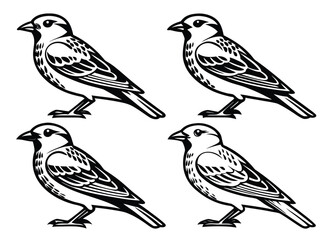 Fototapeta premium Four Black and White Bird Illustrations Facing Left and Right Detailed Line Art Bird Drawings birds sparrow