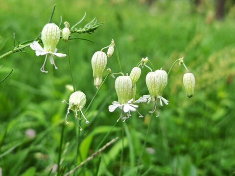Fototapeta Close-up of a Delicate green blossoms, creating a soft, natural background. White flower grass bluebell. Ideal for botanical and garden themes