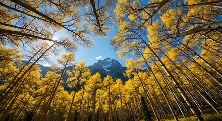 perspective from a low angle, looking up through a grove of towering golden aspen trees towards the imposing snow-capped mountains and a sliver of bright blue sky, 