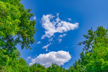 Bright blue sky with white clouds and lush green trees in a tranquil outdoor setting