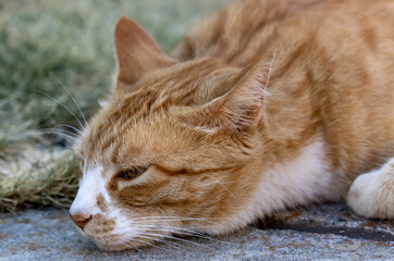 cat laying in the grass