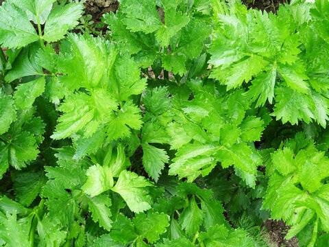 Fresh celery leaves in natural conditions, fragrant leaves close-up, celery leaf harvest