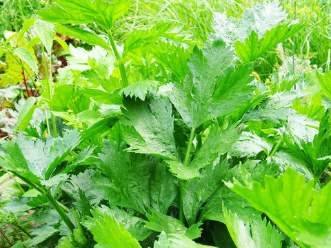 Fresh celery leaves in natural conditions, fragrant leaves close-up, celery leaf harvest