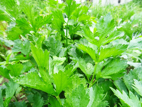 Fresh celery leaves in natural conditions, fragrant leaves close-up, celery leaf harvest