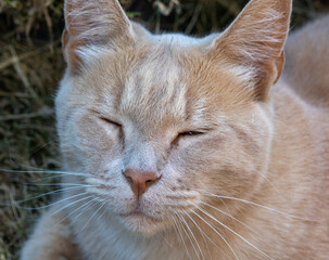 facial shot of a cat