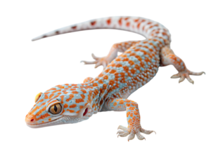 Stunning Tokay Gecko with vibrant orange and blue markings showcases intricate details and unique pattern