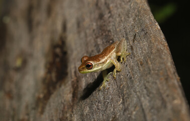 A young Cuban Treefrog (Osteopilus septentrionalis) sitting in an alert posture on a wooden fence.  They are an introduced pest in Florida. 