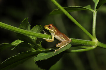 A juvenile Cuban Treefrog (Osteopilus septentrionalis) perched on green plant stems in the evening. This introduced frog has become invasive in Florida. 