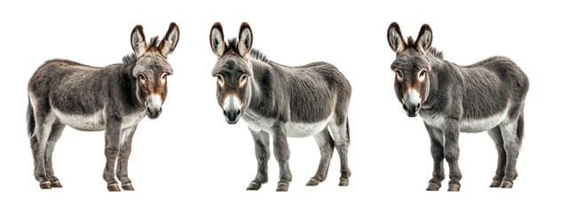 Fototapeta premium Three Donkeys Displaying Various Poses on Transparent Background