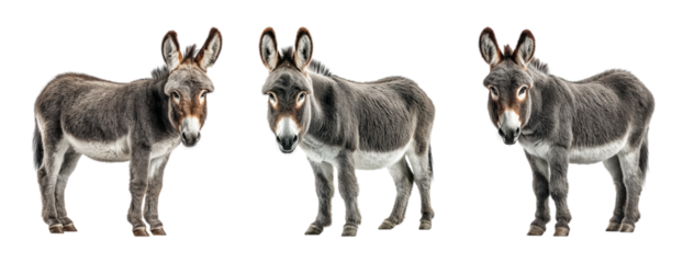 Three Donkeys Displaying Various Poses on Transparent Background