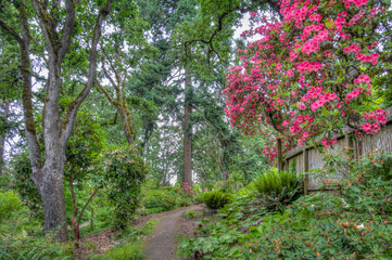 Hendricks Park Native Garden Wooded Pathway in Eugene Oregon