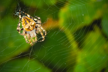 European garden spider or cross orbweaver sitting in its web amongst green foliage during the...