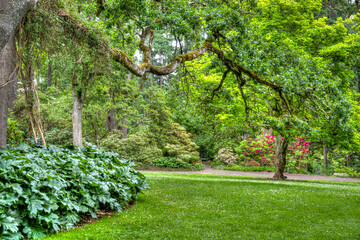 Hendricks Park Native Garden Wooded Pathway in Eugene Oregon