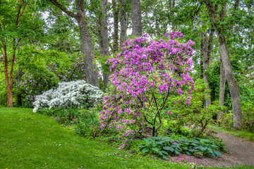 Hendricks Park Native Garden Wooded Pathway in Eugene Oregon
