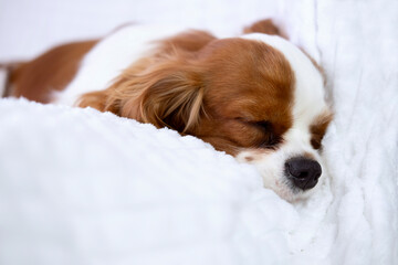 Portrait of cavalier king charles spaniel puppy lying on white blanket. Funny puppy sleeping during photo shoot. Beloved pets concept.