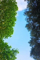 Looking up at a clear blue sky framed by lush green and pine tree branches. A peaceful perspective...