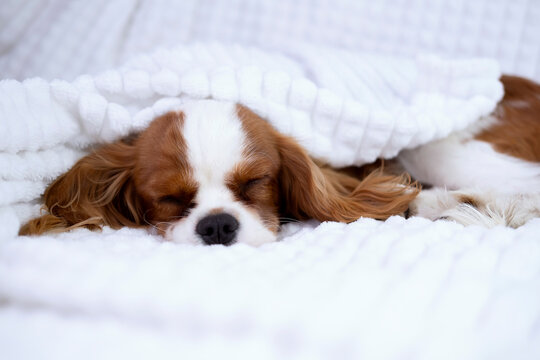 Portrait of cavalier king charles spaniel puppy lying on white blanket. Funny puppy sleeping during photo shoot. Beloved pets concept.