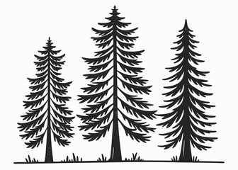 Three Tall Evergreen Trees Silhouettes with Grass Details on White Background pine trees conifer trees