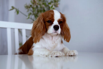 Cute puppy sitting at kitchen table and watching . Funny pet and bad behavior or habit. Selective focus.