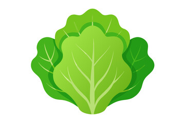 cabbage isolated on white background
