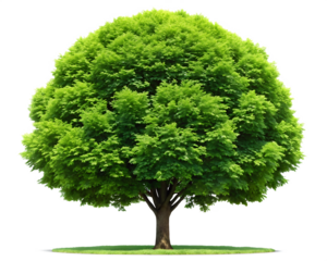 small little linden tree isolated on white background PNG.AI.Generated.