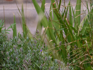 A beautiful natural garden scene with lavender and tall grass.